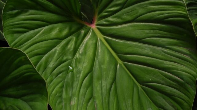 close up view Philodendron plowmanii leaves inside a tropical garden, glossy green leaves with brighter green veins, pinkish petioles, 4k footage,heart leave indoor plants, nature vibe	