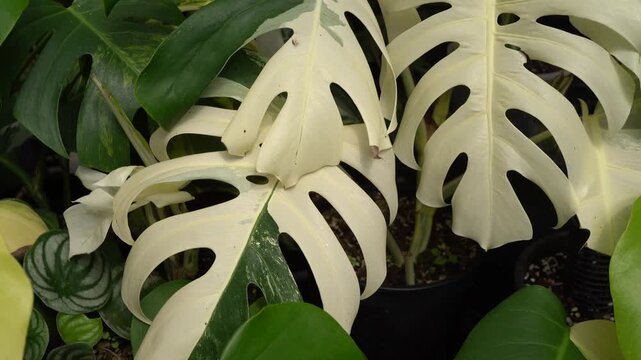 close up of Monstera borsigiana variegated leaves, indoor plants, tropical plants, swiss cheese plants, real leave pattern, 4k footages, greenhouse vibe