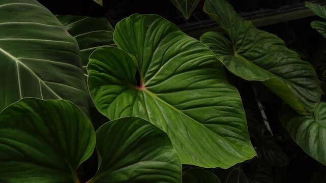 close up view Philodendron plowmanii leaves inside a tropical garden, glossy green leaves with brighter green veins, pinkish petioles, 4k footage,heart leave indoor plants, nature vibe	