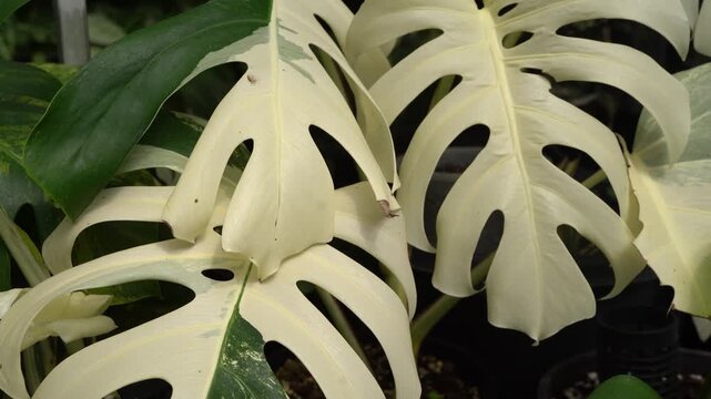 close up of Monstera borsigiana variegated leaves, indoor plants, tropical plants, swiss cheese plants, real leave pattern, 4k footages, greenhouse vibe