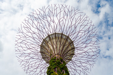 Supertree Grove, Gardens by the Bay, Singapore. View of looking up at the Supertree against the blue sky  © Vignesh