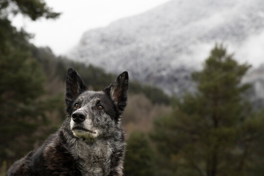 Blue Heeler Dog Portrait with Snow-Dusted Mountain and Pine Fore