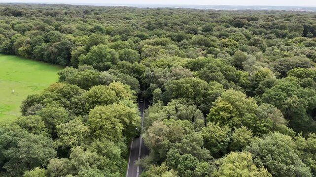 Overhead birds eye drone aerial view of road running through Epping forest UK