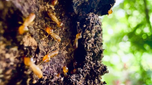 Macro footage of termites swarming on a decaying tree trunk outdoors, highlighting pest infestation, insect behavior, termite colony control, and natural timber destruction concept.