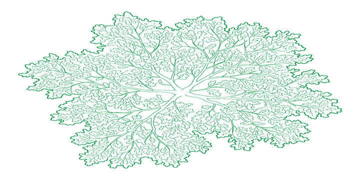 Intricate green leaf vein network botanical drawing with detailed natural fractal patterns vector illustration.