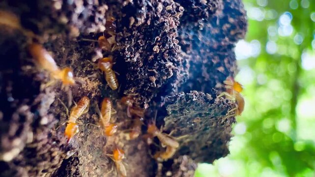 Macro footage of termites swarming on a decaying tree trunk outdoors, highlighting pest infestation, insect behavior, termite colony control, and natural timber destruction concept.
