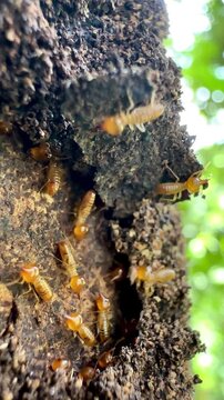 Macro footage of termites swarming on a decaying tree trunk outdoors, highlighting pest infestation, insect behavior, termite colony control, and natural timber destruction concept.