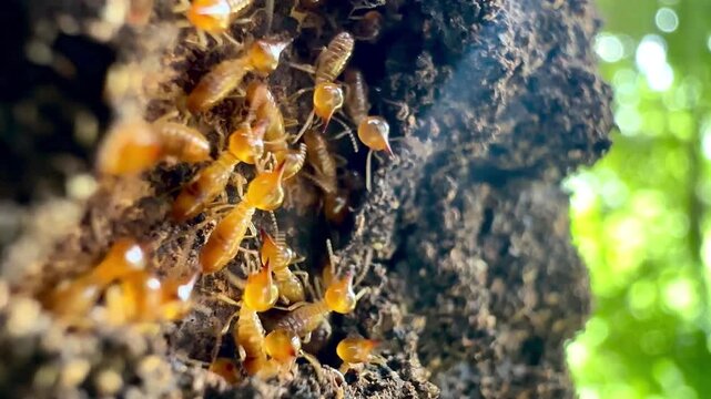 Macro footage of termites swarming on a decaying tree trunk outdoors, highlighting pest infestation, insect behavior, termite colony control, and natural timber destruction concept.