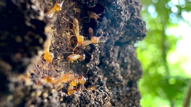 Macro footage of termites swarming on a decaying tree trunk outdoors, highlighting pest infestation, insect behavior, termite colony control, and natural timber destruction concept.