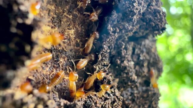 Macro footage of termites swarming on a decaying tree trunk outdoors, highlighting pest infestation, insect behavior, termite colony control, and natural timber destruction concept.