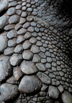 High-definition close-up of a tortoise's skin scales, showcasing the ultimate reptile texture