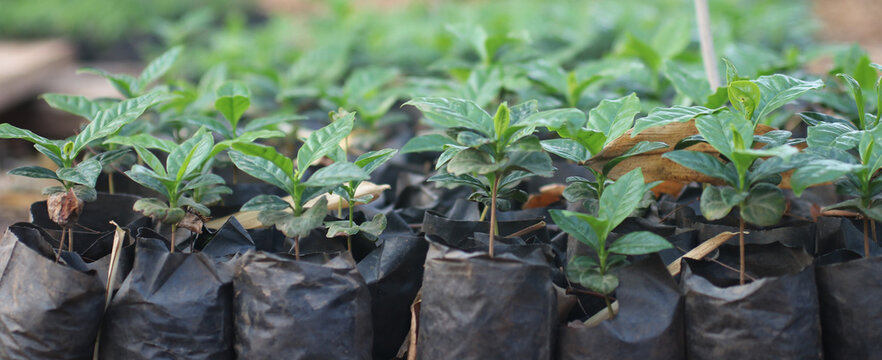 Young coffee seedlings in nursery bags at eye level, Lilongwe, Malawi &mdash; Landscape shoot