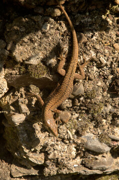 Wall lizard (Lacetra muralis) in Berschis, Swiss Canton of Sankt Gallen