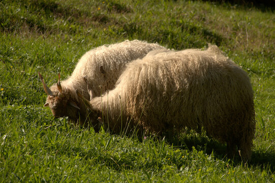 Hungarian Racka sheep in Berschis, Swiss Canton of Sankt Gallen