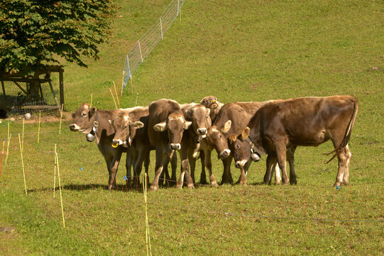 Swiss Brown cows in Berschis ,Canton of Sankt Gallen
