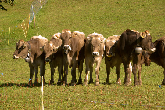 Swiss Brown cows in Berschis ,Canton of Sankt Gallen