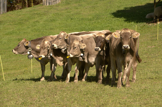 Swiss Brown cows in Berschis ,Canton of Sankt Gallen