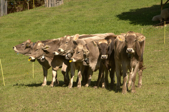 Swiss Brown cows in Berschis ,Canton of Sankt Gallen