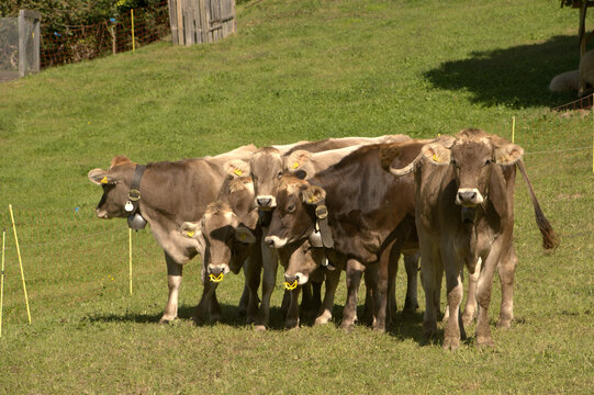 Swiss Brown cows in Berschis ,Canton of Sankt Gallen