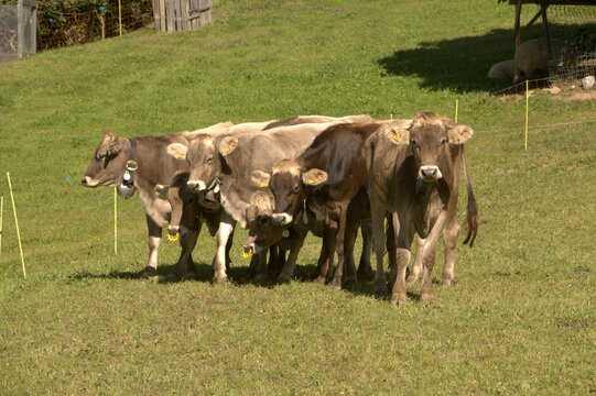Swiss Brown cows in Berschis
