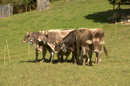 Swiss Brown cows in Berschis ,Canton of Sankt Gallen