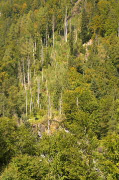 Standing dead wood among conifers in Alpine forest