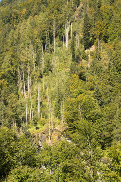 Standing dead wood among conifers in Alpine forest