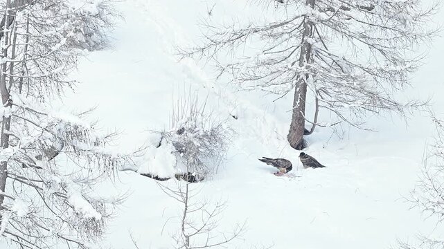 Two young bearded vultures on carcass in the winter season (Gypaetus barbatus)