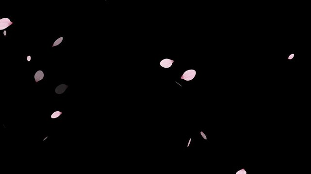 Falling cherry blossoms. Spring Easter Overlay. Animated sakura petals. Blooming pink and white cherry blossom flowers animated, Cherry blossom petals falling animation, falling cherry blossom