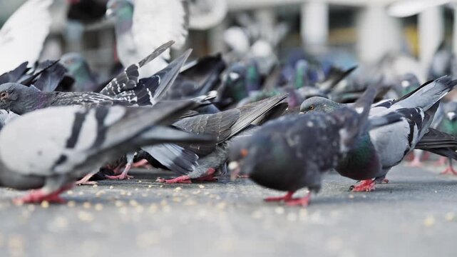 Bunch of gray doves on sidewalk in city
