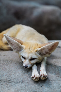 Stretch out your arms and rest, little fox, Fennec Fox