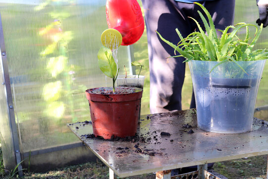 A pensioner waters a transplanted orange plant in a pot in the garden, next to a potted aloe plant, on a sunny summer evening in the garden, with a greenhouse in the background - color horizontal phot