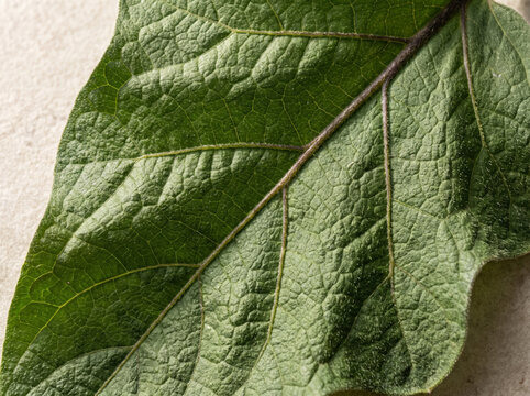 Macro view of textured green eggplant leaf displaying dark purple veins