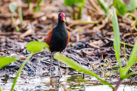 Wattled Jacana (Jacana jacana) wading at the edge of shallow water