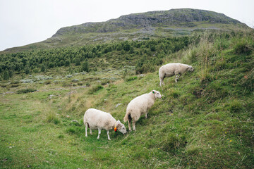 Fototapeta premium Three White Sheep Grazing on Green Hillside. Three sheep graze on a grassy slope with a rocky mountain and forest background.