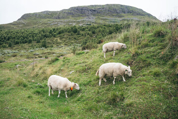 Fototapeta premium Three white sheep grazing on a grassy hillside with a rocky mountain and forest in the background.