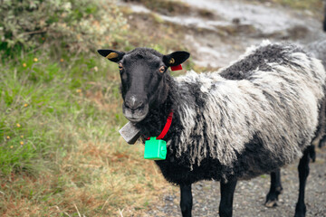 Fototapeta premium A black and white sheep stands on a rural path wearing a red collar with a green GPS tracking sensor and a traditional bell in a mountain countryside environment.