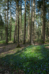 Obraz premium Spring Forest with Blooming Blue Flowers and Sunlight in Woodland
