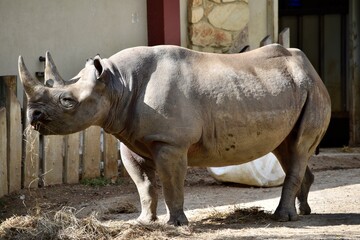 rhino in the zoo © Rachel