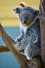 koala in tree © Rachel