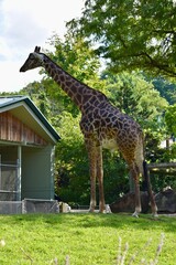 giraffe in the zoo © Rachel
