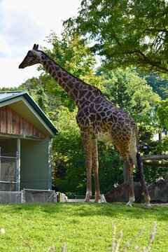 giraffe in the zoo