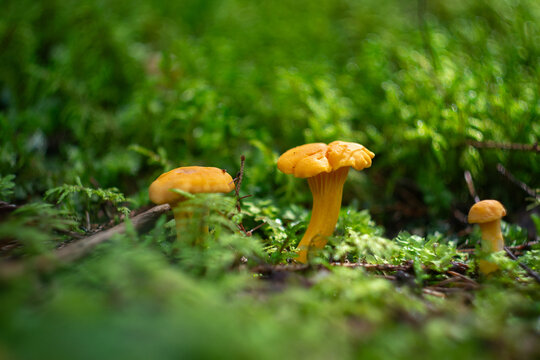 Golden Chanterelle Mushrooms in Wild Moss