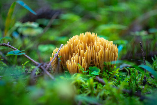 Coral Mushroom Close Up in Summer Forest