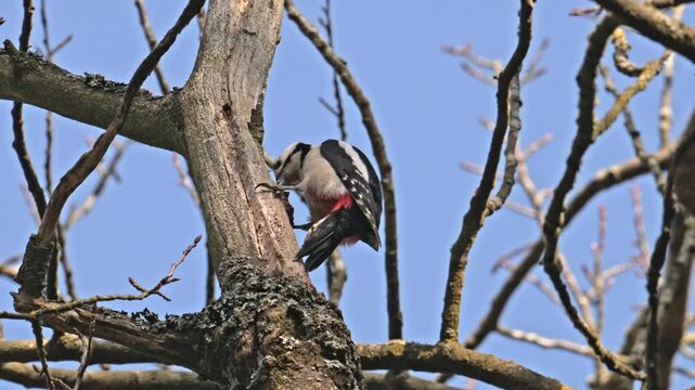 Great spotted woodpecker pecking on a branch