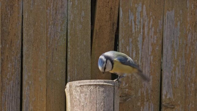 Eurasian blue tit (Cyanistes caeruleus) bird on a pole next to wood shed