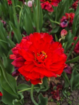A close-up of ruffled red tulip in the garden.