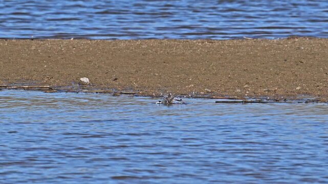 white wagtail (Motacilla alba) bird bathing on shore