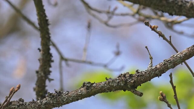 Great tit (Parus major) bird singing on a branch and flying off