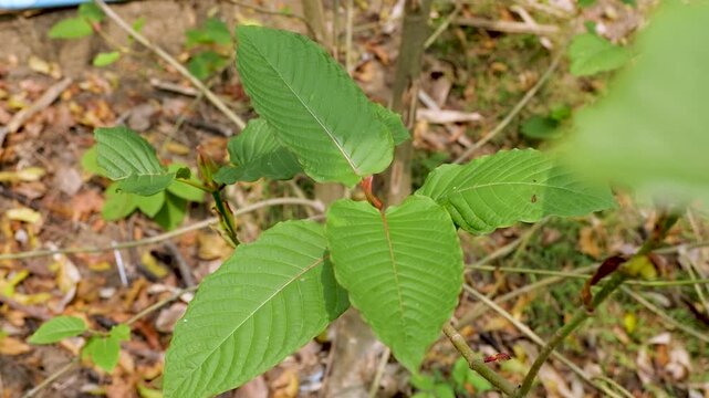 Close Up Footage of Kratom Leave, Mitragyna Speciosa